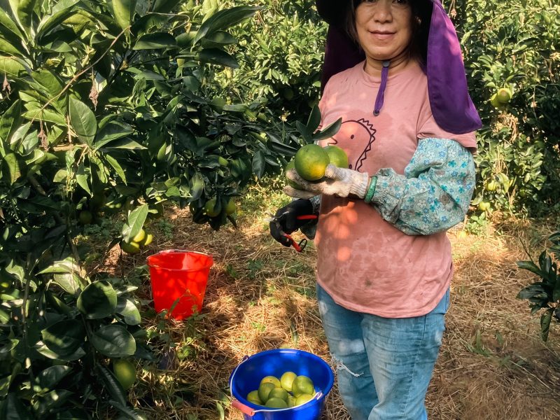上品柑橘